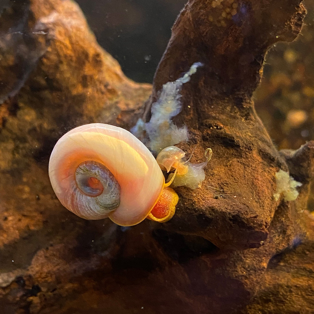 Adult ramshorn snail and baby snail