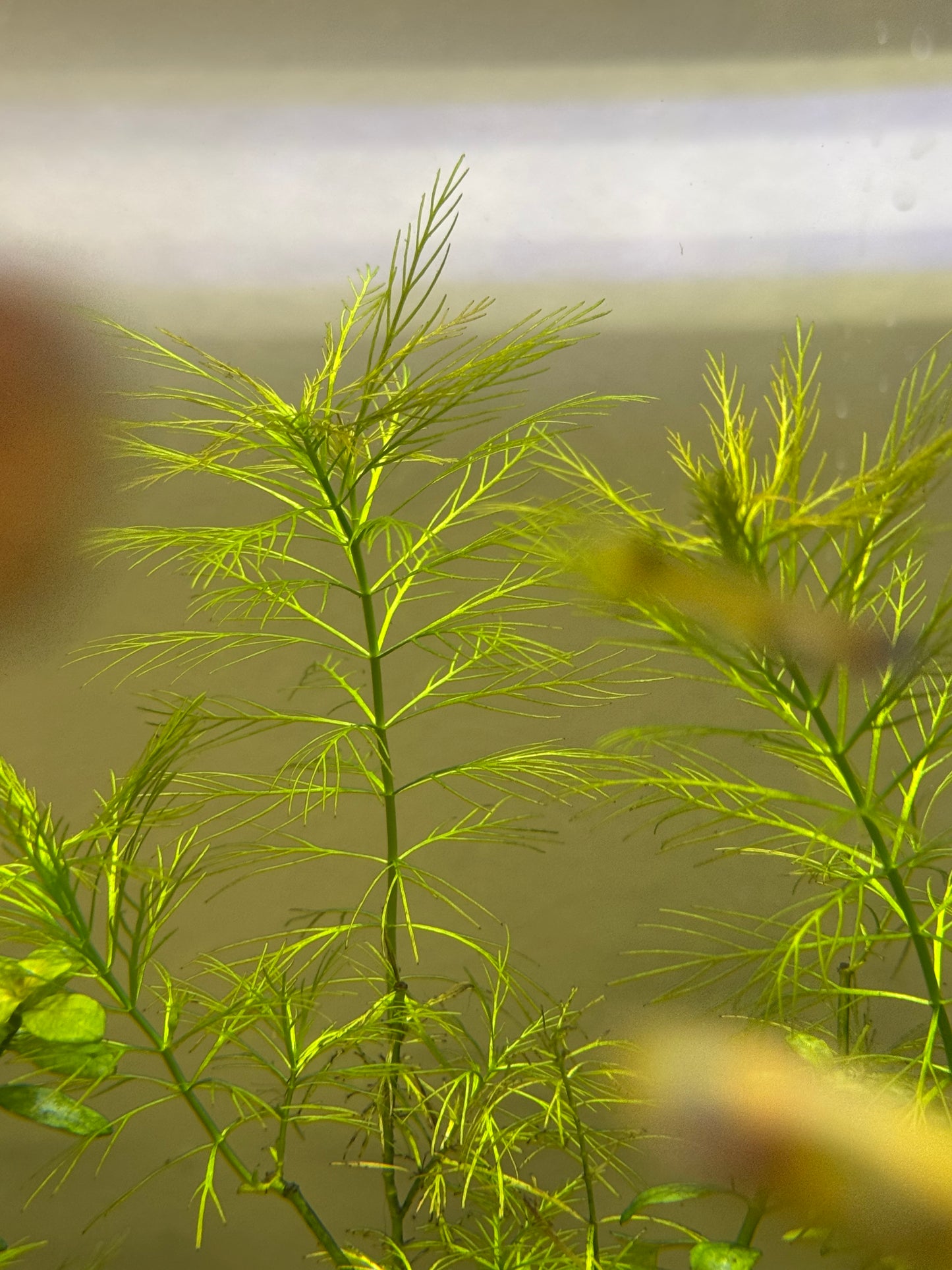 Myriophyllum Elatinoides / Water Milfoil