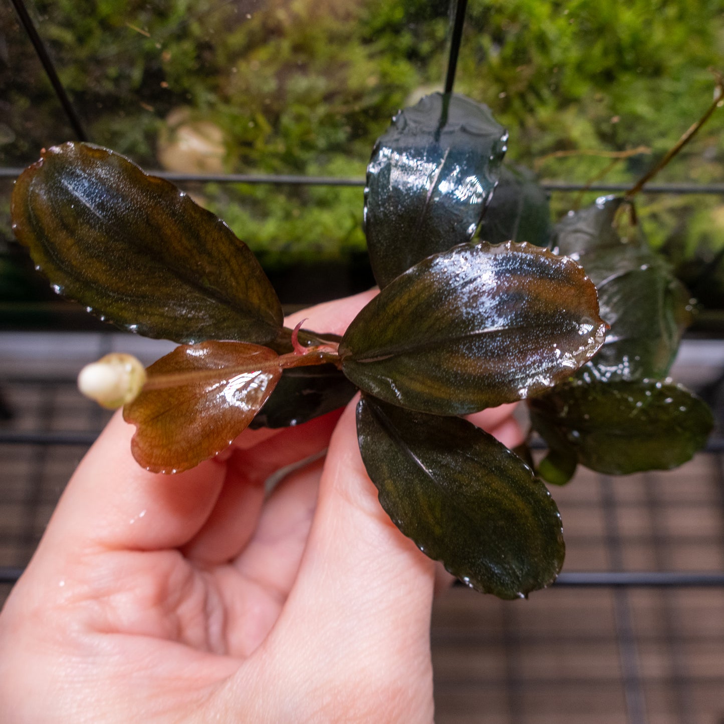Bucephalandra 'Peacock'