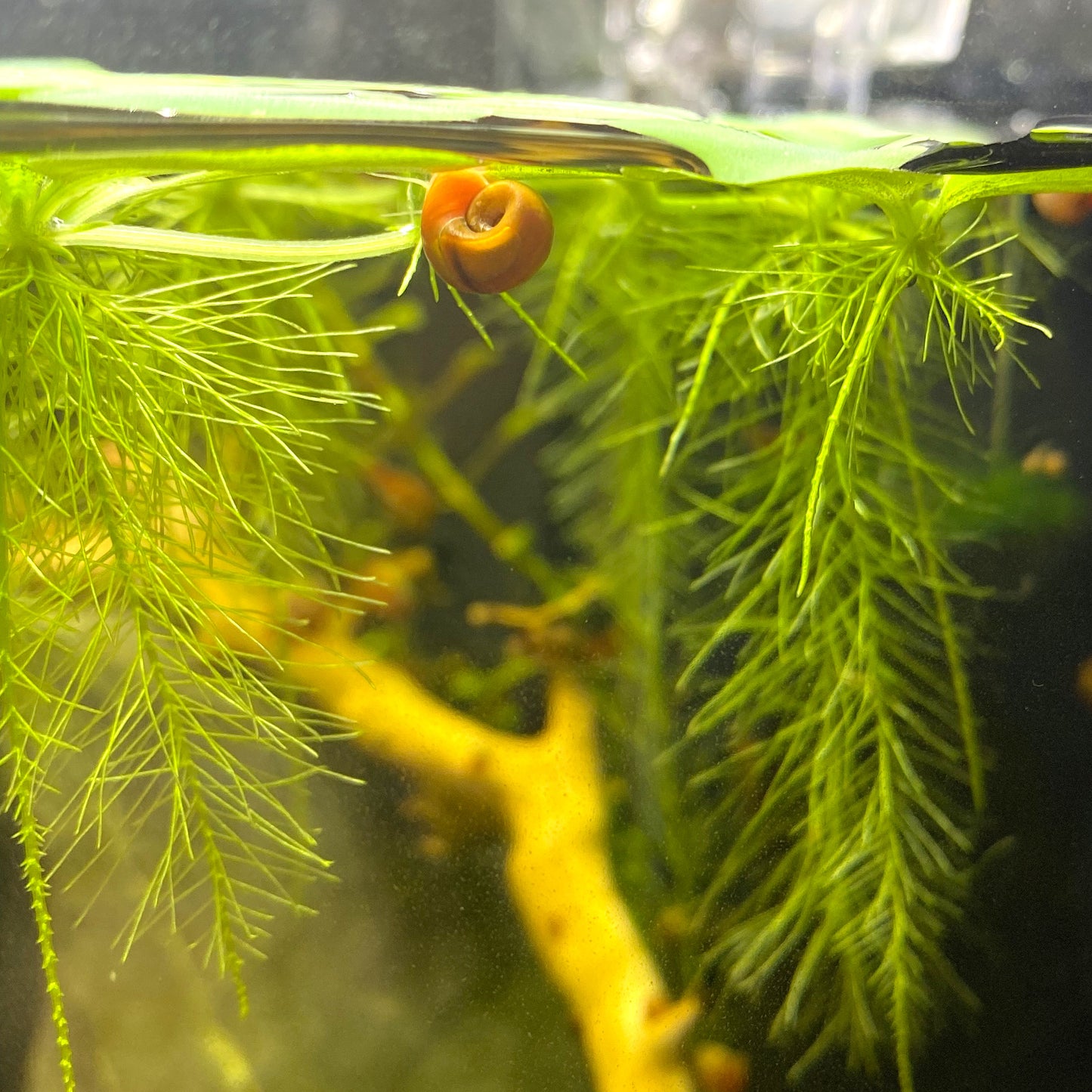 Ramshorn Snails 10 Live Assorted Color (FREE GIFT plant cutting included!)