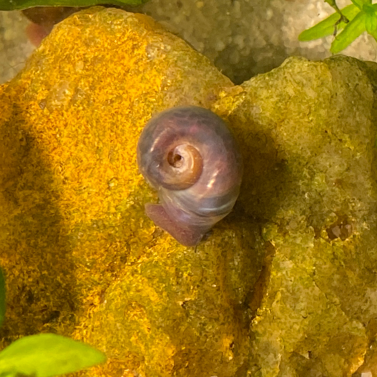 Spotted Blue Ramshorn Snails 10 Live Snails (FREE GIFT plant cutting included!)
