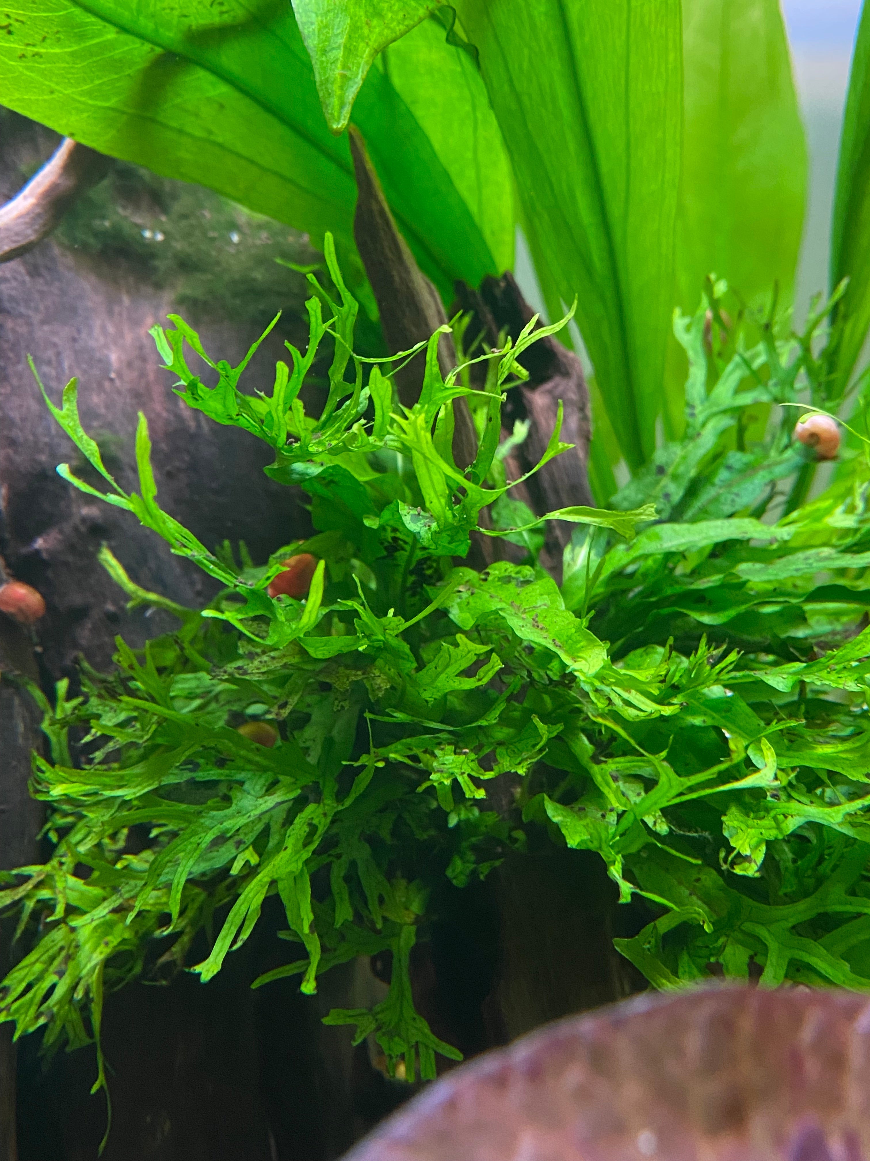 How to Plant & Propagate Java Fern in Your Aquarium – Aqua Flora Aqua Fauna