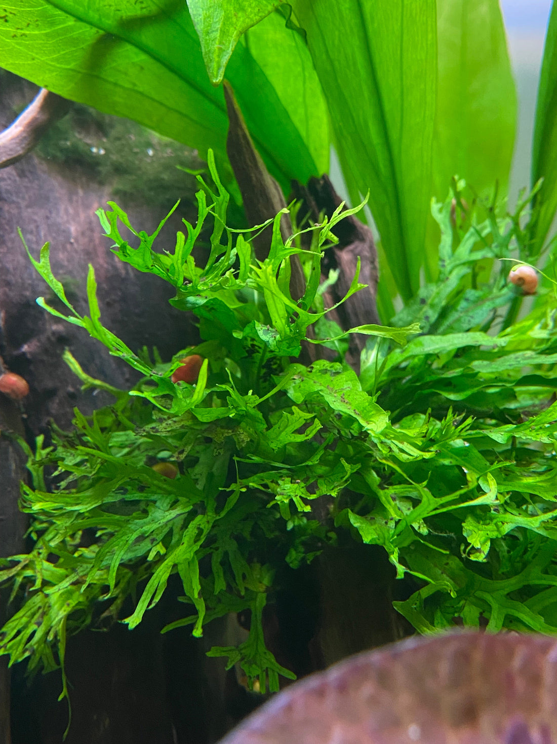 How to Plant & Propagate Java Fern in Your Aquarium – Aqua Flora Aqua Fauna