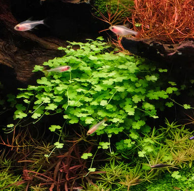 Hydrocotyle Japan / Hydrocotyle Tripartita