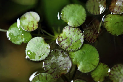 RARE Tiger Frogbit / Limnobium laevigatum