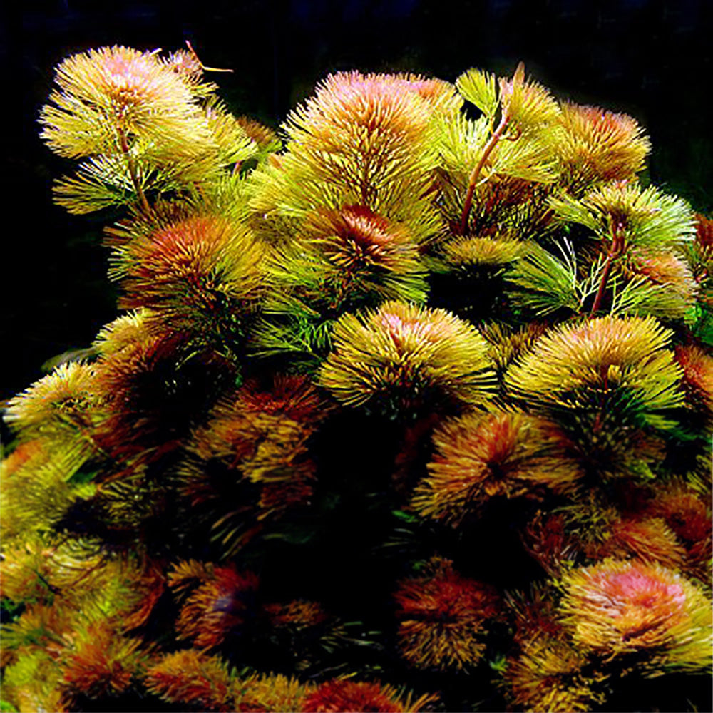 Cabomba Piauhyensis Red / Red Cabomba Plant