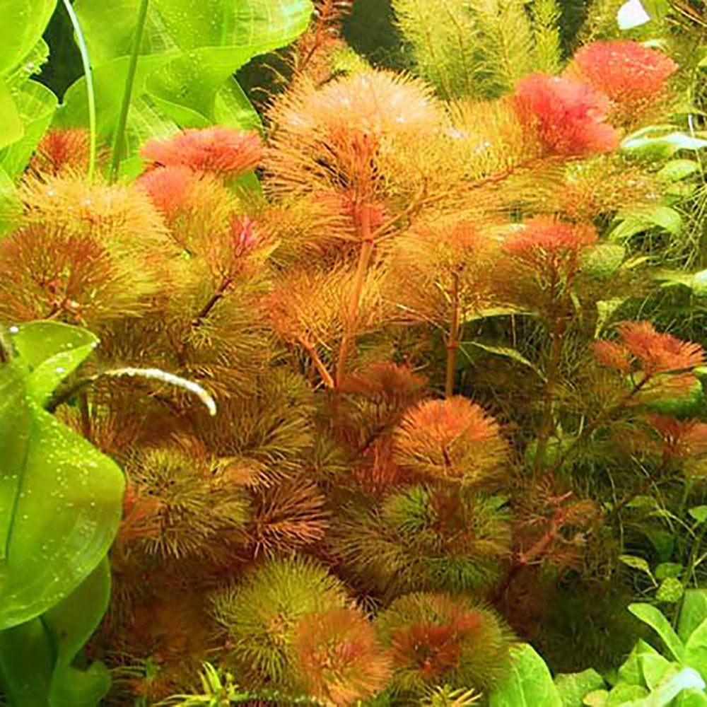 Cabomba Piauhyensis Red / Red Cabomba Plant