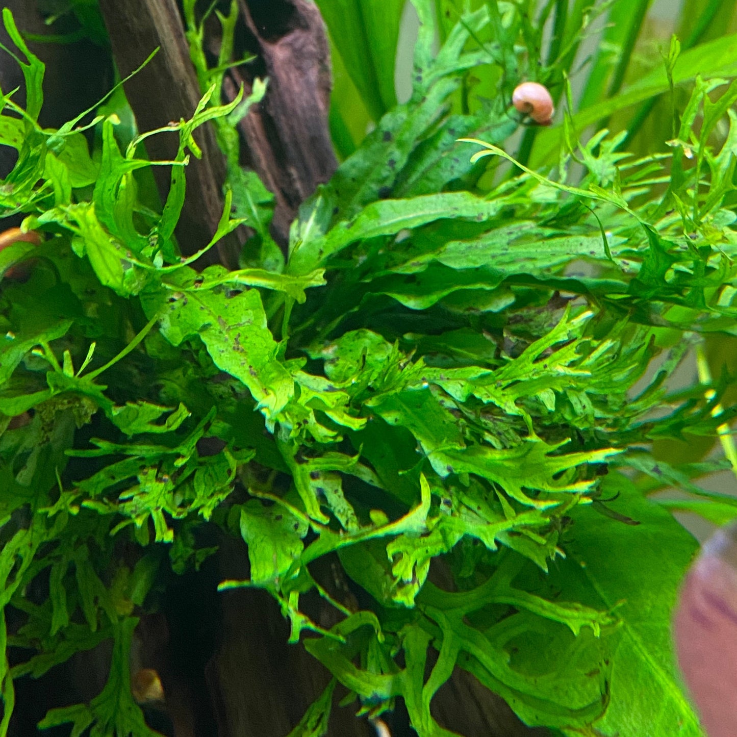 Java Fern 'Windelov'