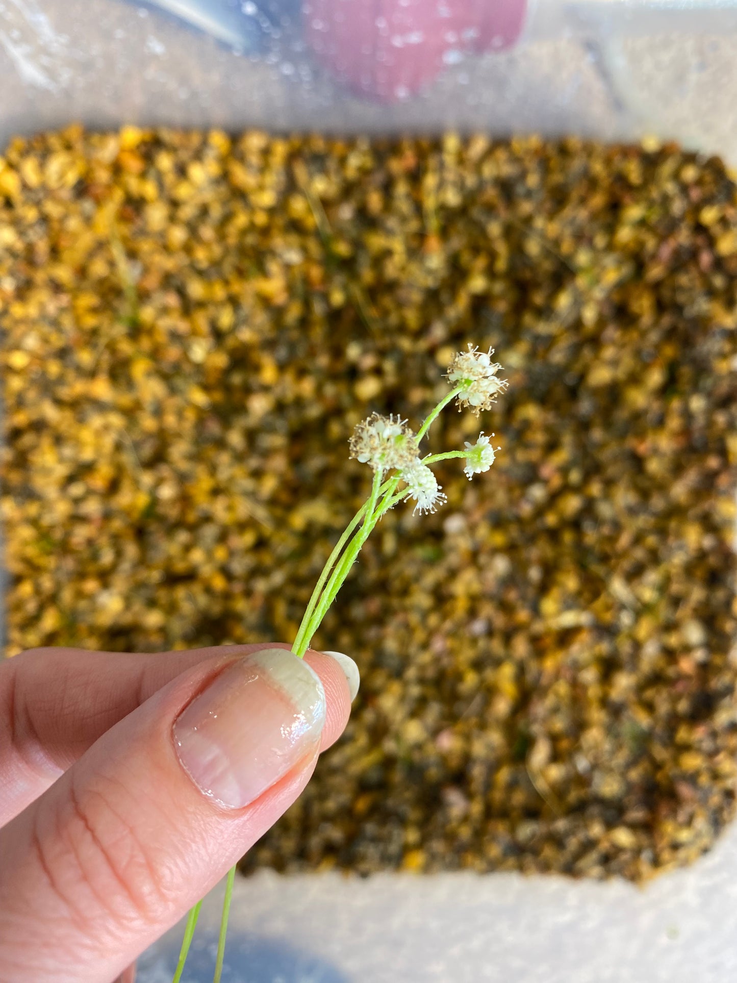 Hydrocotyle Leucocephala / Brazilian Pennywort