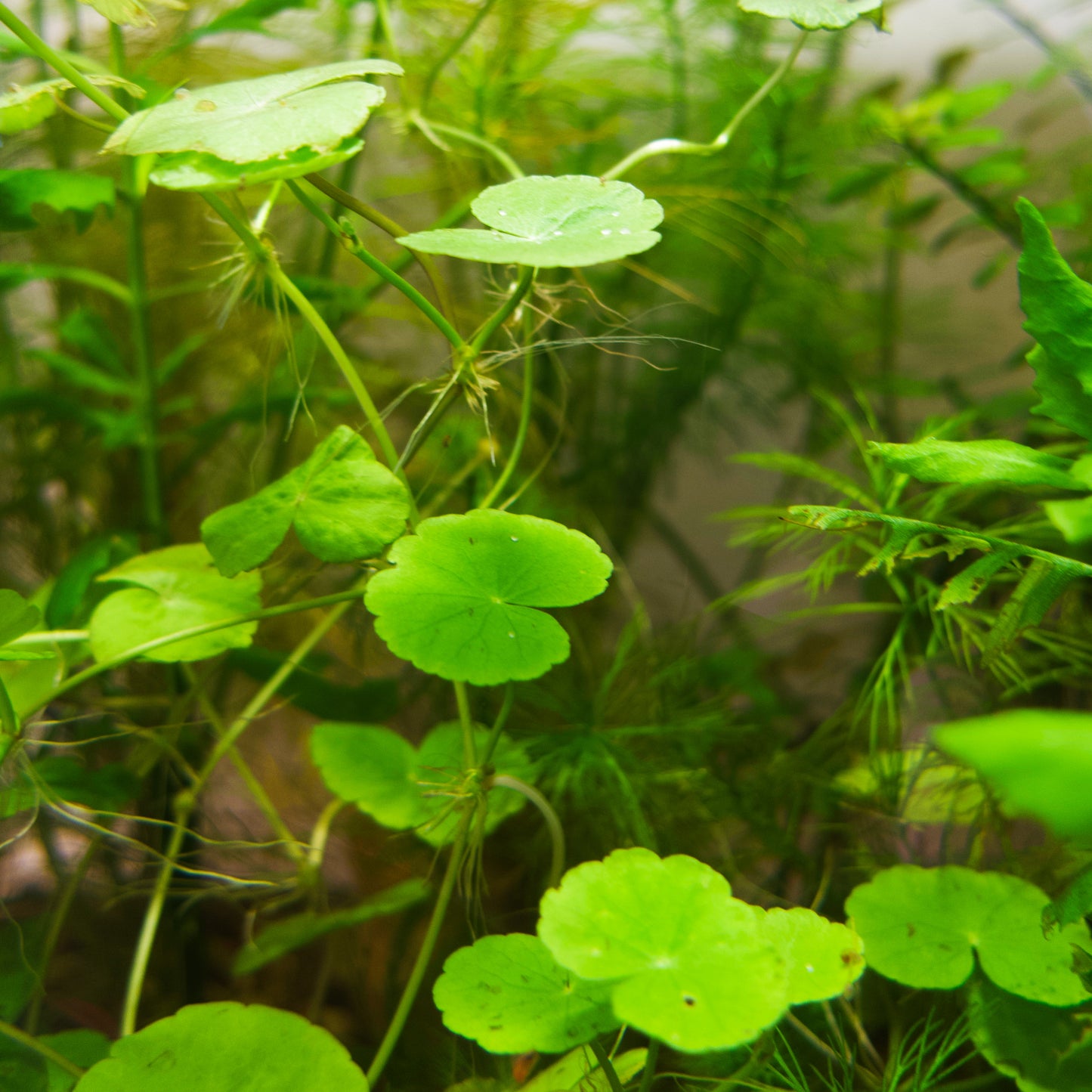 Hydrocotyle Leucocephala / Brazilian Pennywort