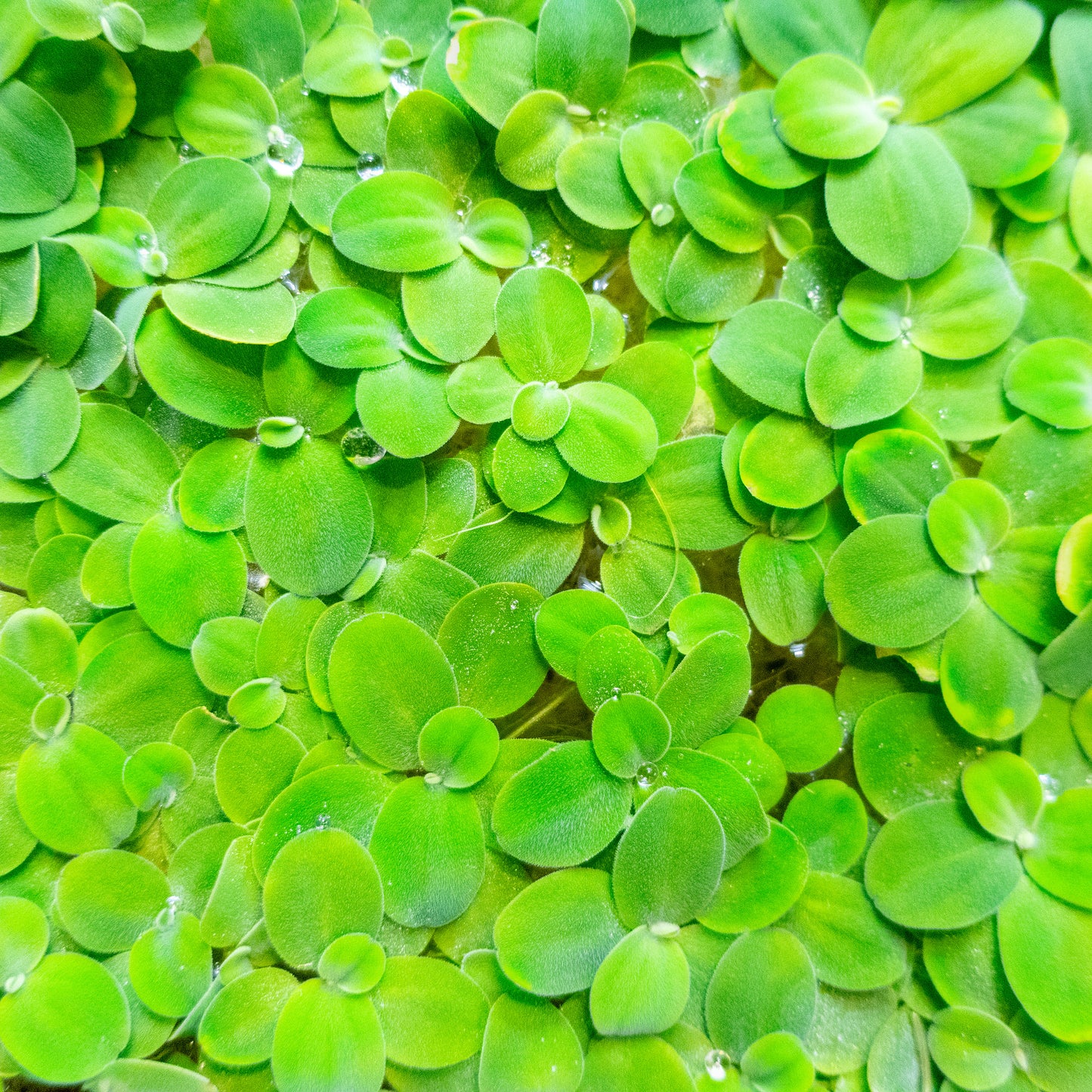 Water Lettuce / Pista Stratiotes floating aquarium plant