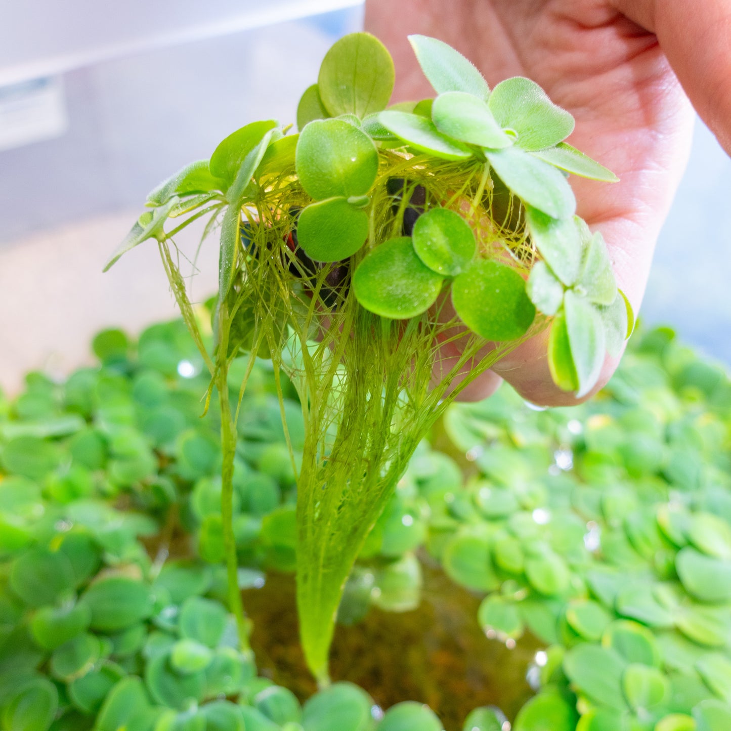 Water Lettuce / Pista Stratiotes floating aquarium plant