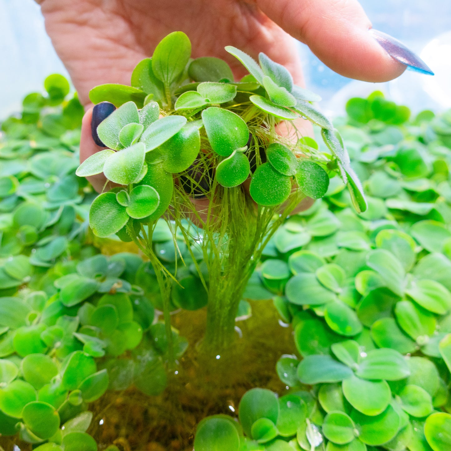 Water Lettuce / Pista Stratiotes floating aquarium plant