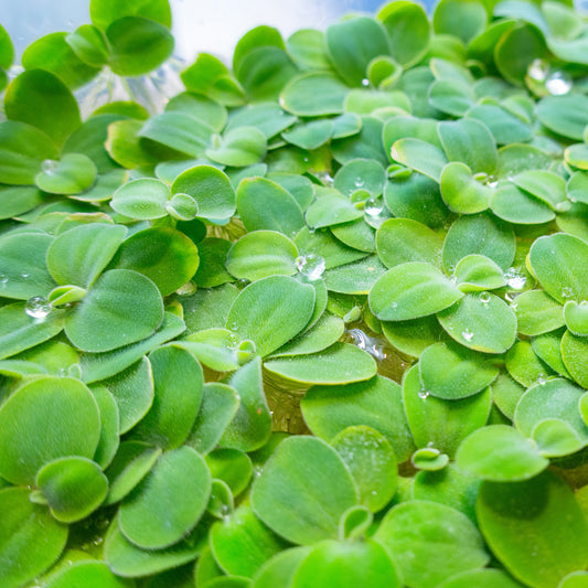 Water Lettuce / Pista Stratiotes floating aquarium plant