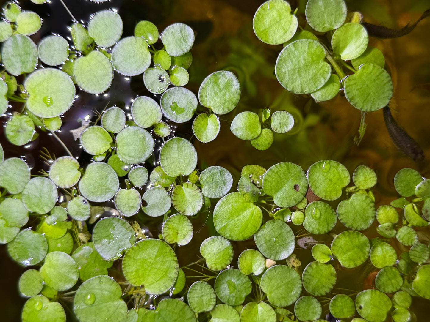 RARE Tiger Frogbit / Limnobium laevigatum