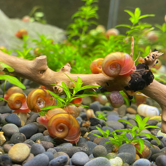 Ramshorn Snails 10 Live Assorted Color (FREE GIFT plant cutting included!)