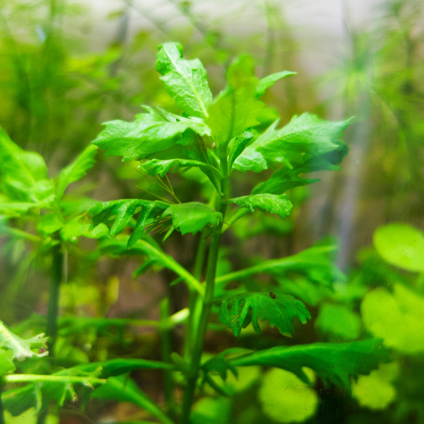 Water Wisteria/Hygrophila Difformis