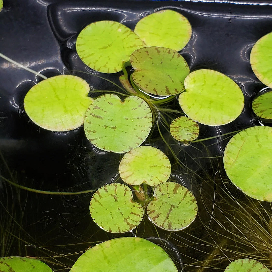 RARE Tiger Frogbit / Limnobium laevigatum
