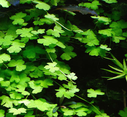 Hydrocotyle Japan / Hydrocotyle Tripartita