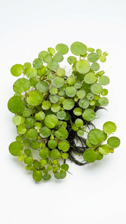 RARE Tiger Frogbit / Limnobium laevigatum